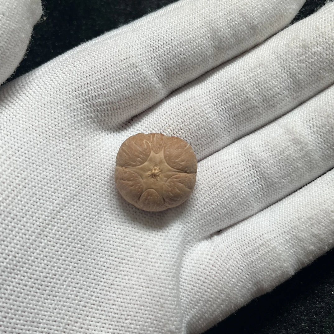 尼泊尔小凤眼豆腐块型六道轮回尺寸21.5mm厚14.5mm没打孔