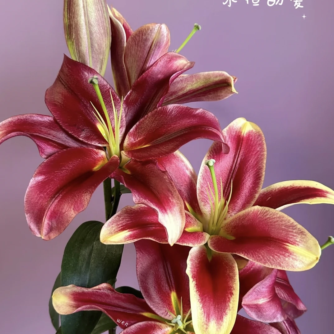 【小雨家】AA级永恒的爱香水百合花花基地直发