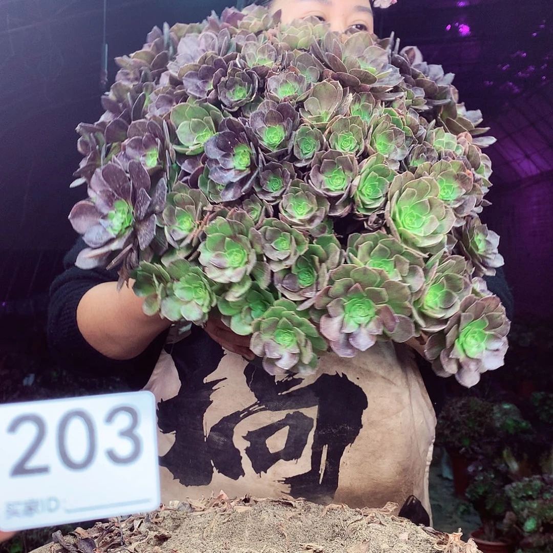 柒柒精品多肉脱土发货不包断侧枝203