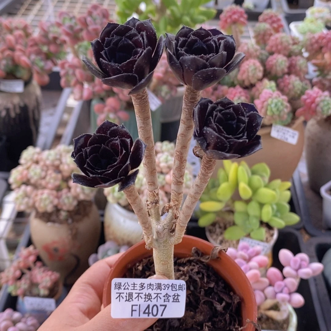 黑法师6cm407多肉植物