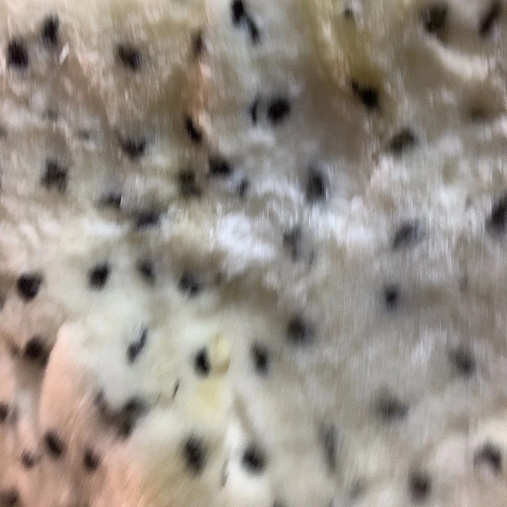 b***鸭羊毛羊皮毛一体A116瑕疵品