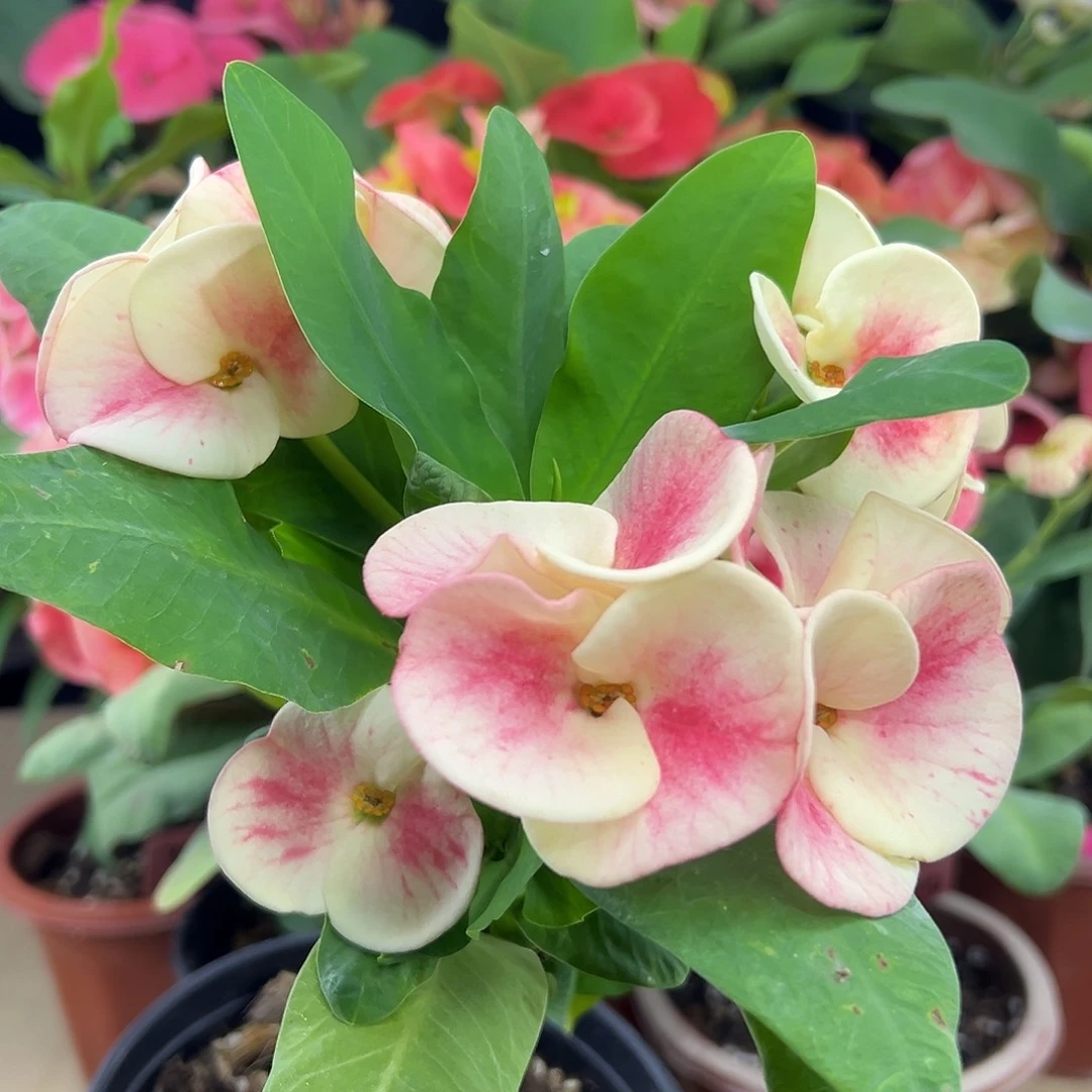 DBD17泰国大花虎刺梅