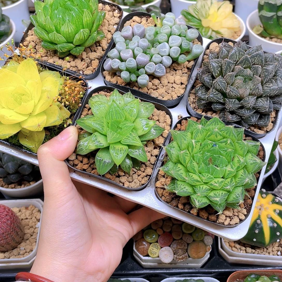 玉露六件套多肉，原盆