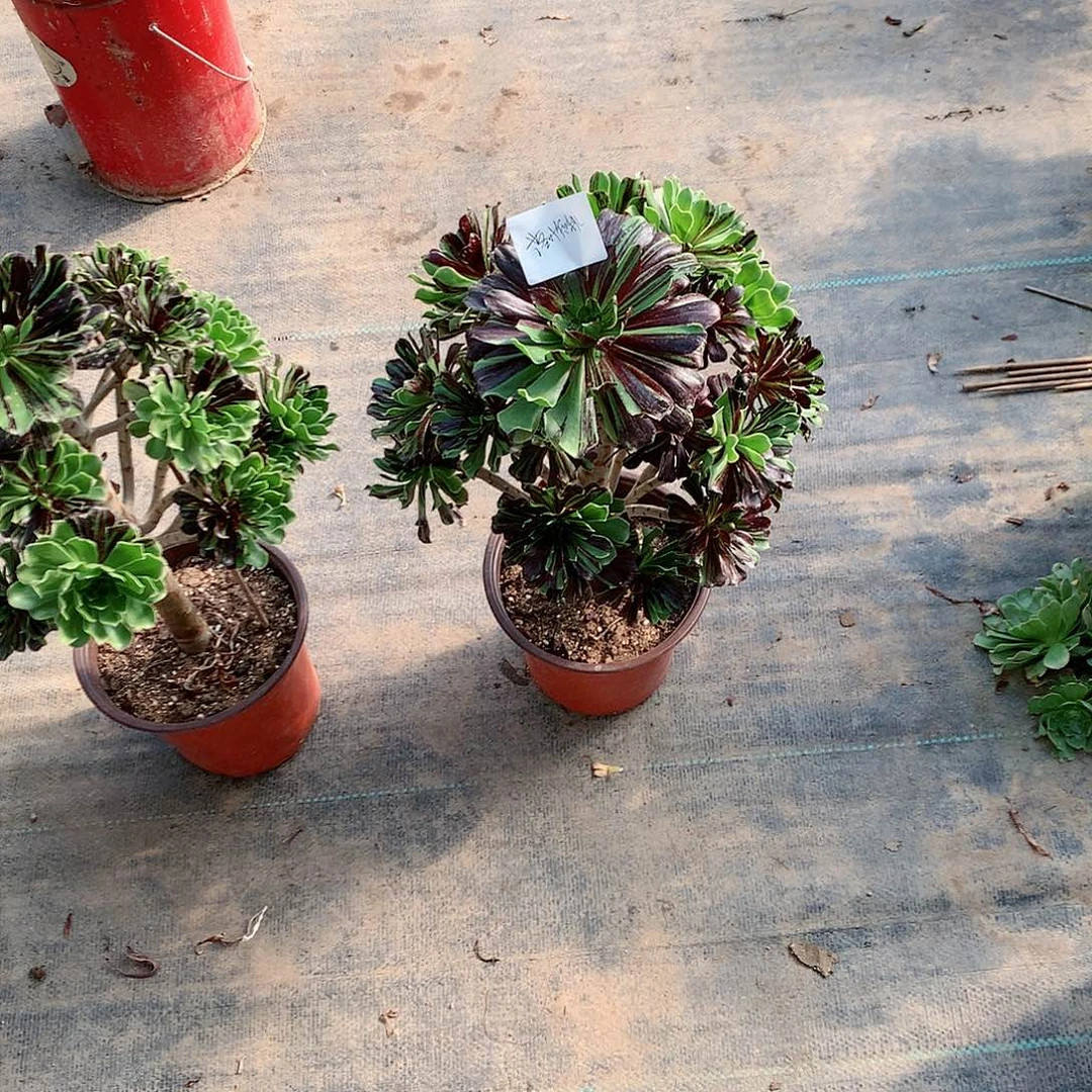 【闪购商品】落**秋水墨丹青，多肉