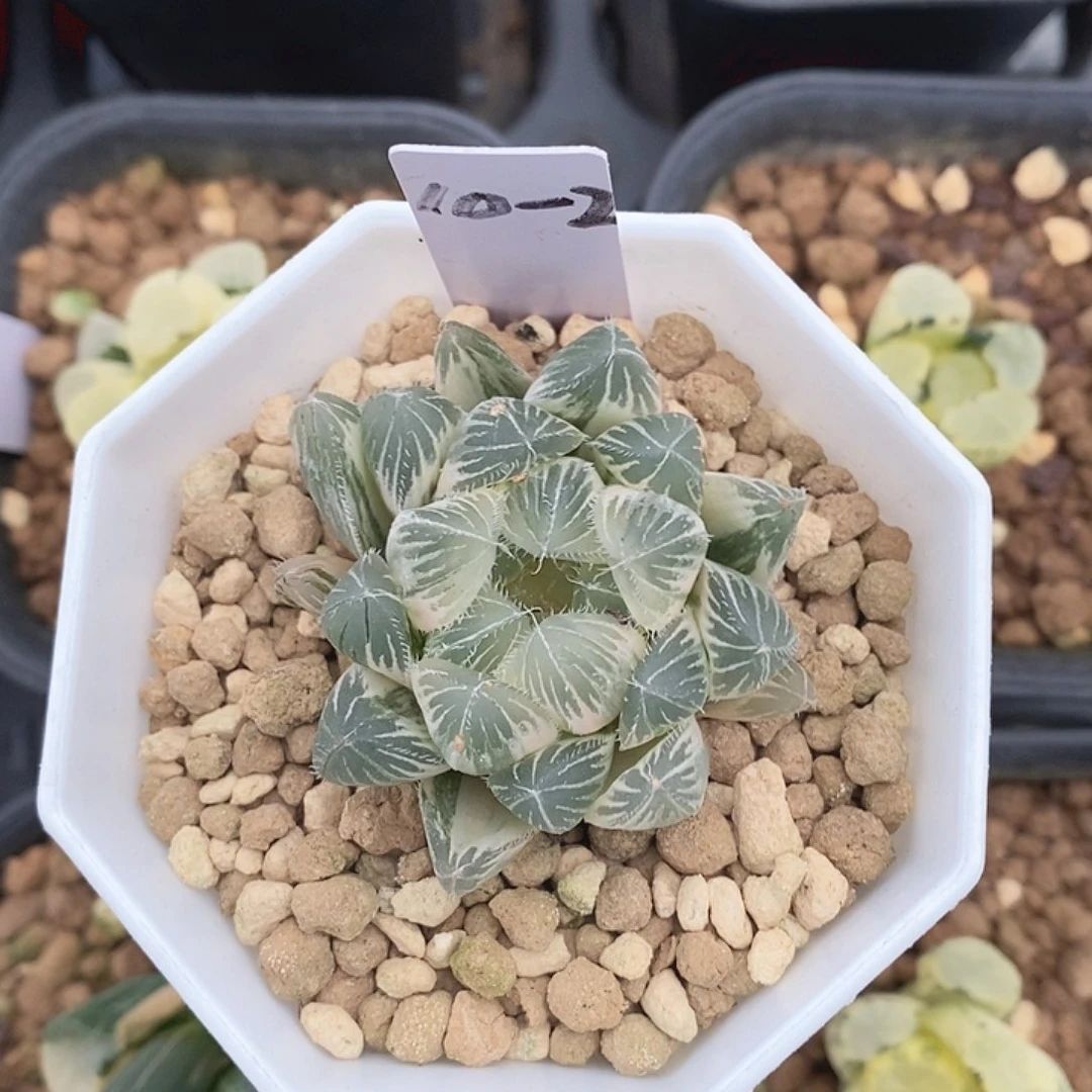 蓝镜十二卷多肉植物