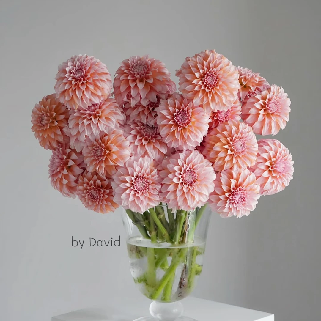 【奶油桃子大丽花】不包邮一个运费任意拍运费单拍 云南鲜花直发