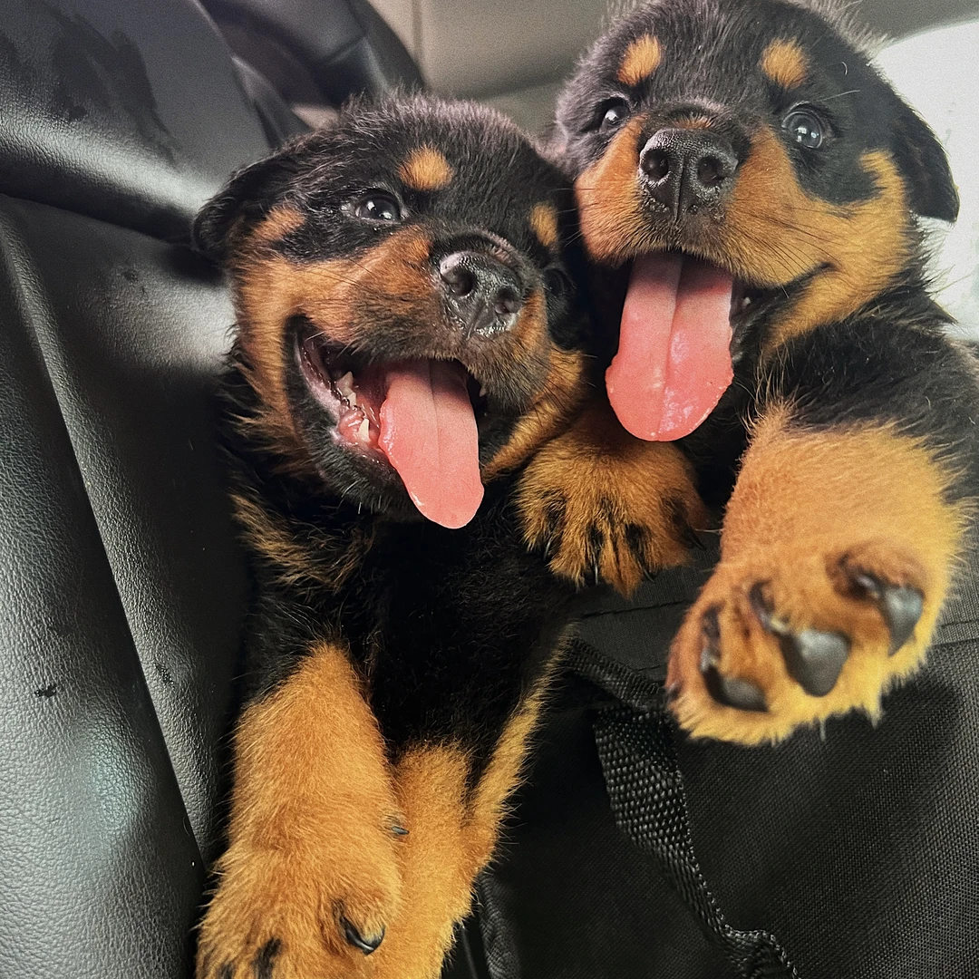 【贰伍捌犬业】罗威纳幼犬宠物宝宝小狗