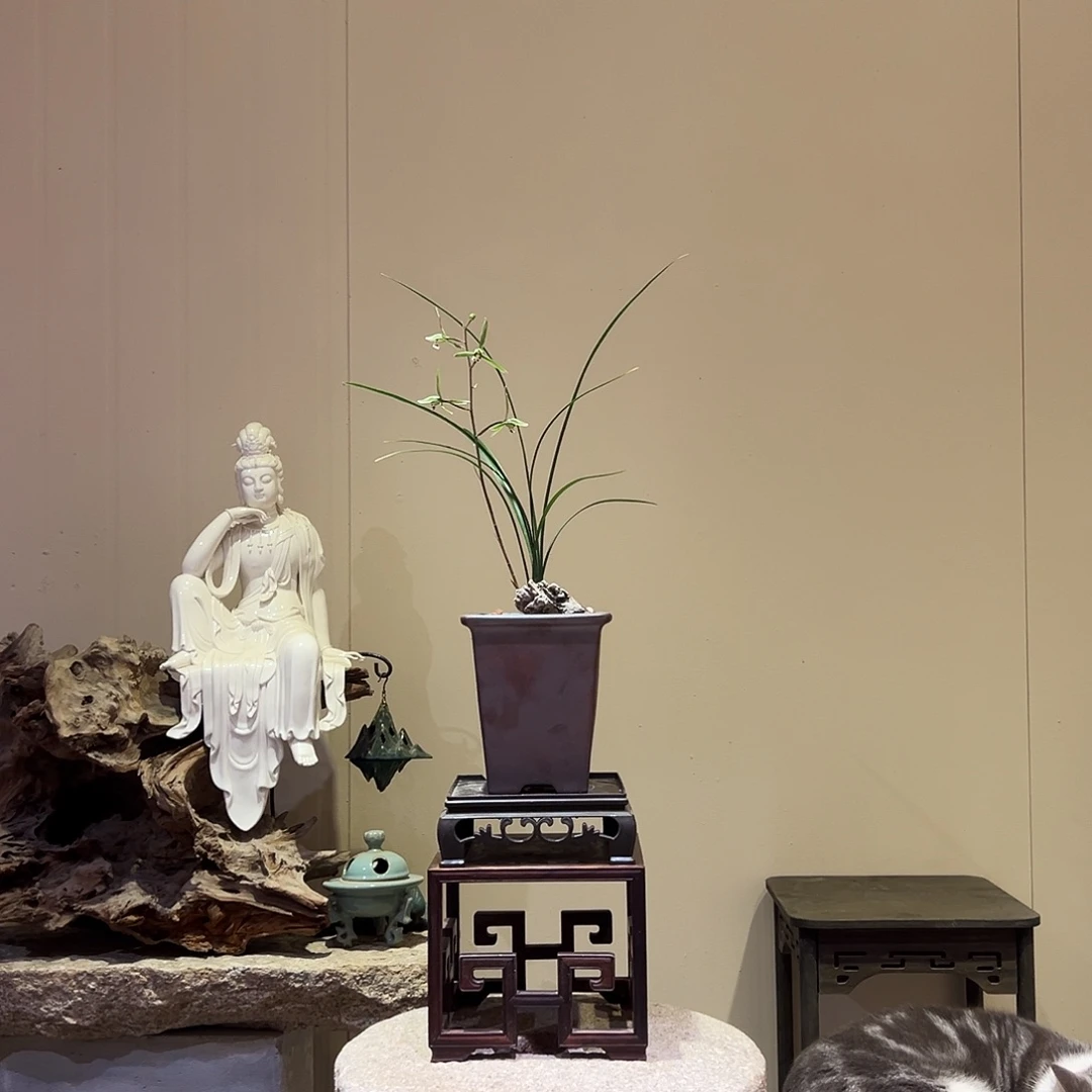 大部分花苞少量开放细叶寒兰