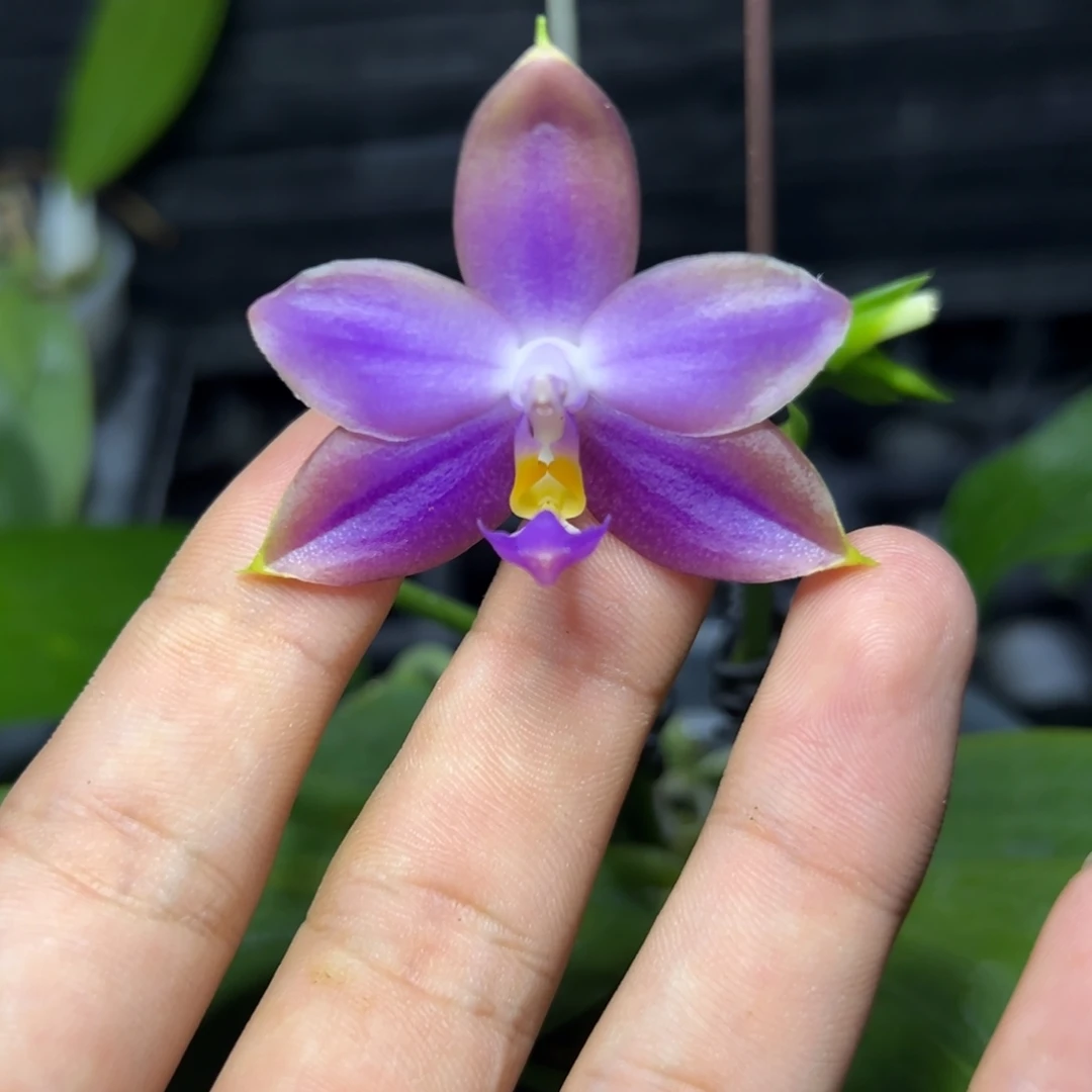 完全开放l518三寸ys1181