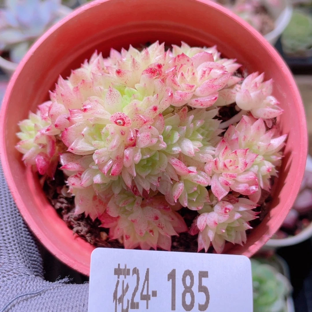 花利美24-185麦秆群