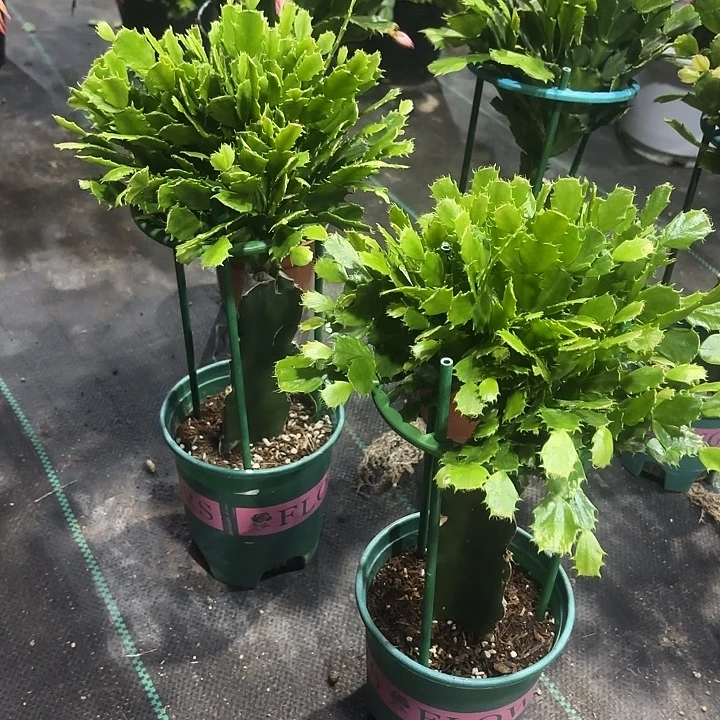 落***叶当前无花栽培后可以开花