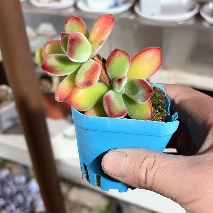 ❄️****337多肉植物组合为自己把