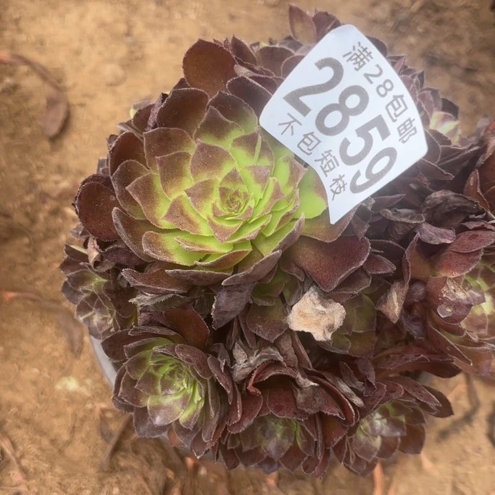 黑美人多肉植物2859