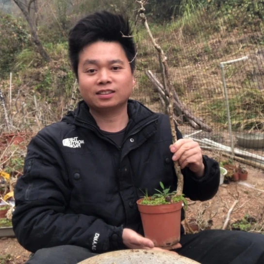 盆景素材盆栽绿植