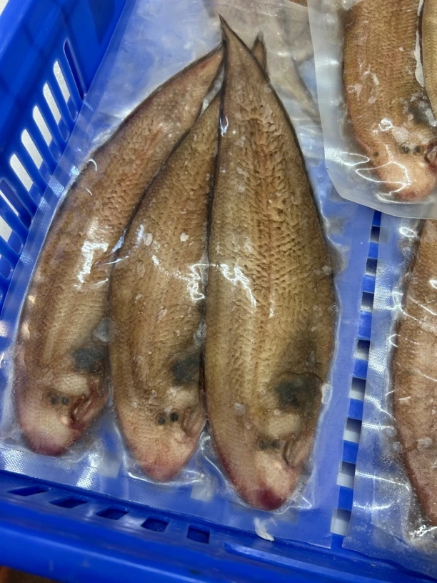 5斤大龙舌红婵龙舌-惠来本港野生海鲜海鱼 洗杀400g/包