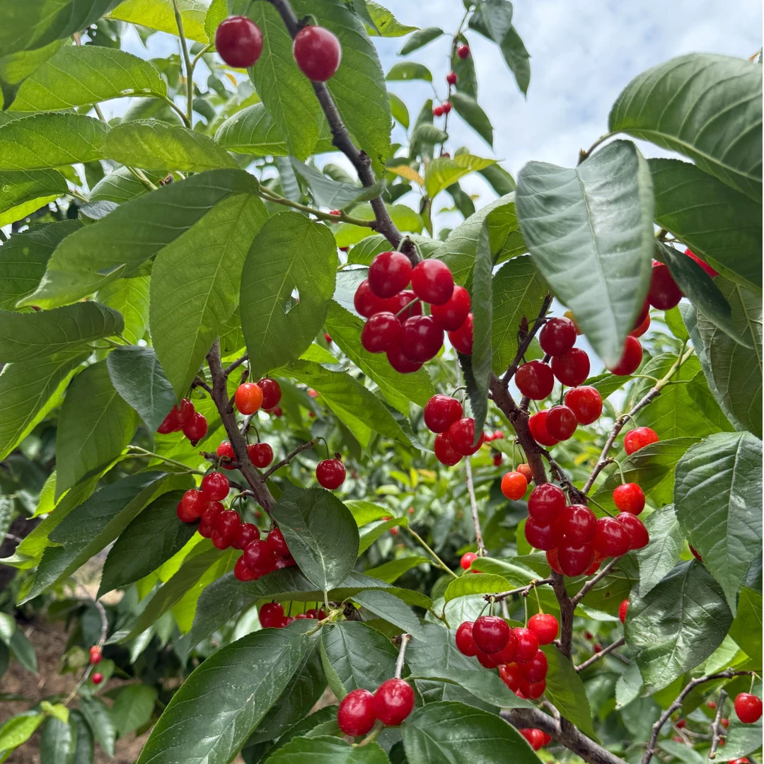 【陈嬢嬢】空运 四川攀枝花米易黄草小樱桃2斤 XL26mm以下红灯