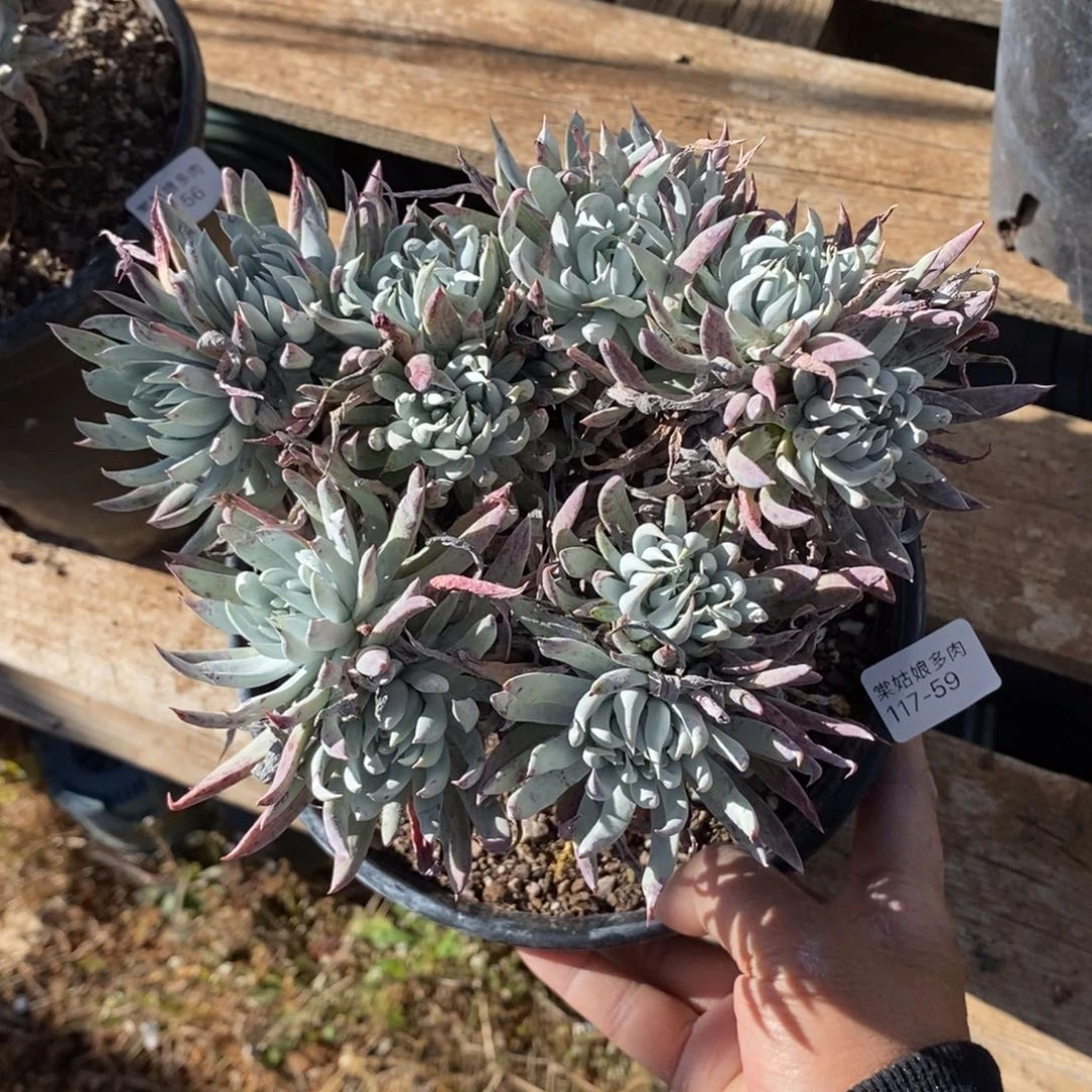 59号奴婢吉娜群漂亮