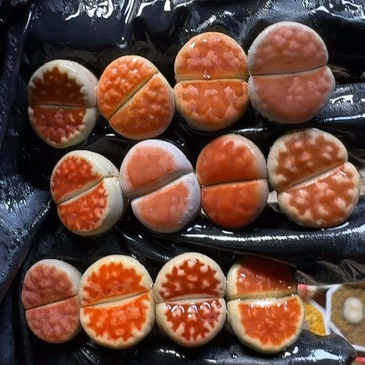 生石花111112。   101