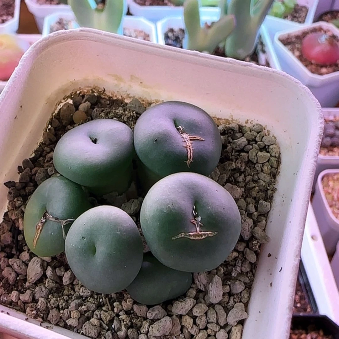 【闪购商品】123456789