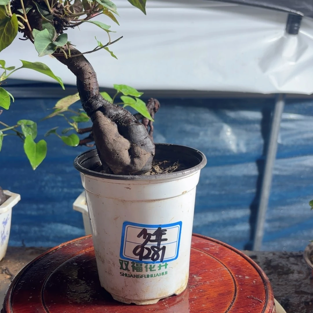 无花朵野生何首乌