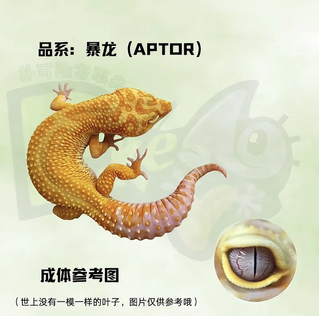 无纹豹纹守宫母可爱活体宠物新手入门爬宠