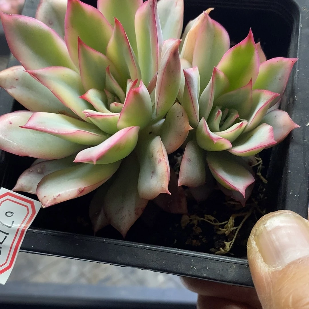 07175月光女神锦多肉植物