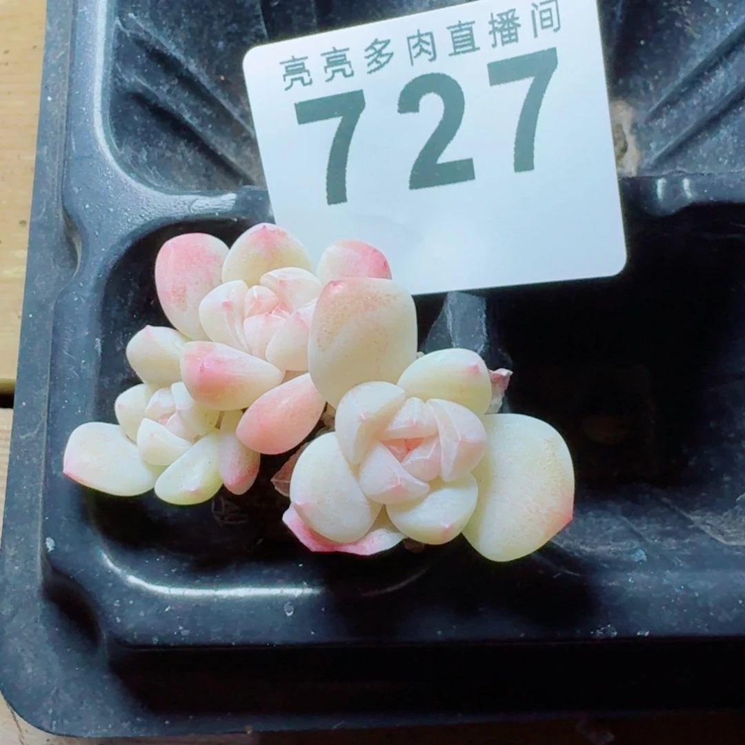 小脸冰玉      愿你一路坦途，乘风破浪展宏图