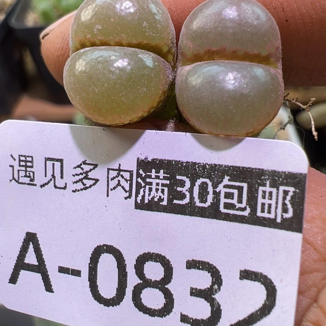 多肉植物111111111111