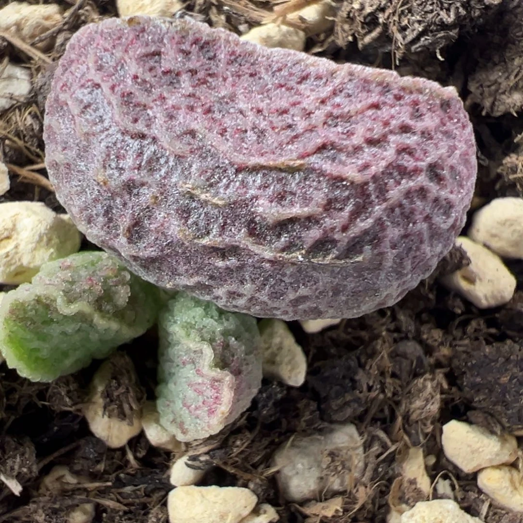 实生新品大苗多肉植物水泡