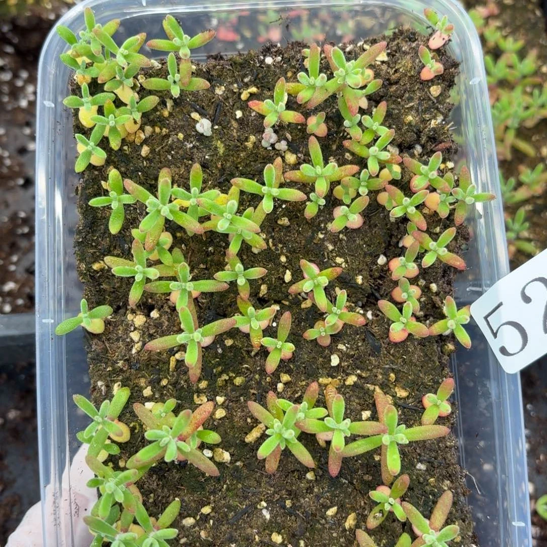 多肉植物多肉植物528