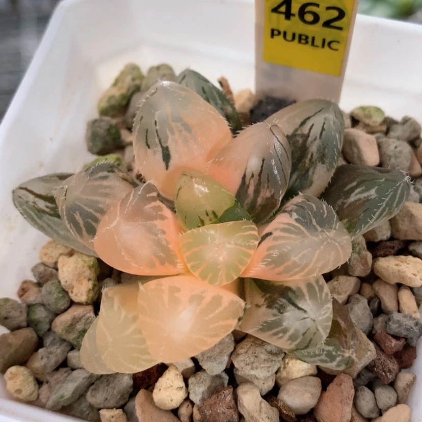 【闪购商品】462巨大赤线