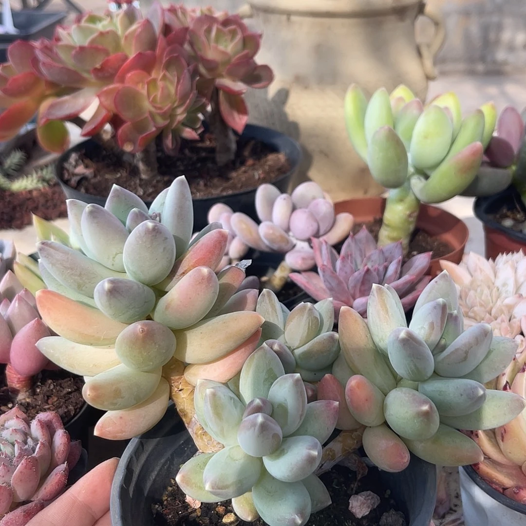 松果。  1111111111111