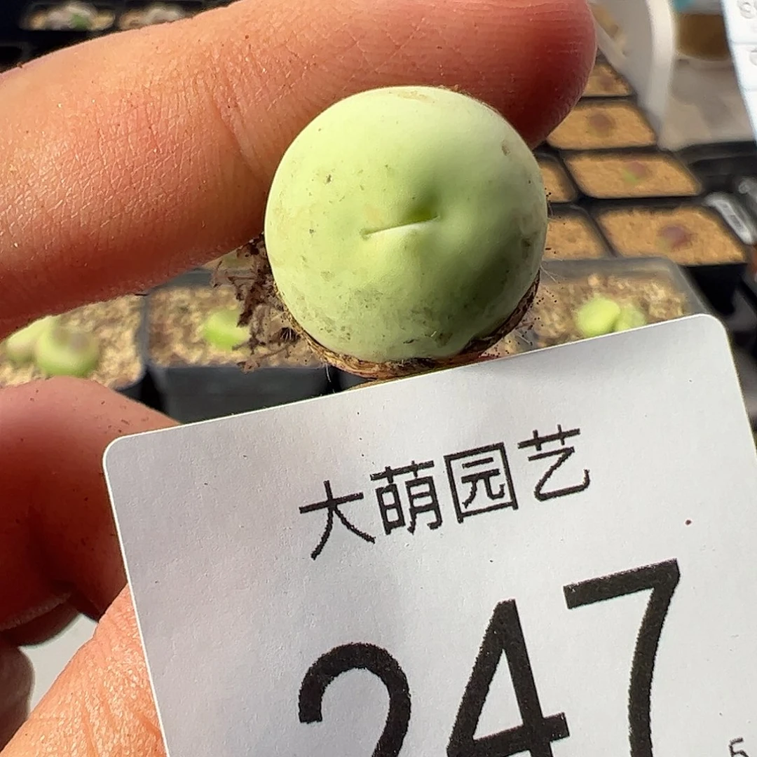 0000247 一物一拍……