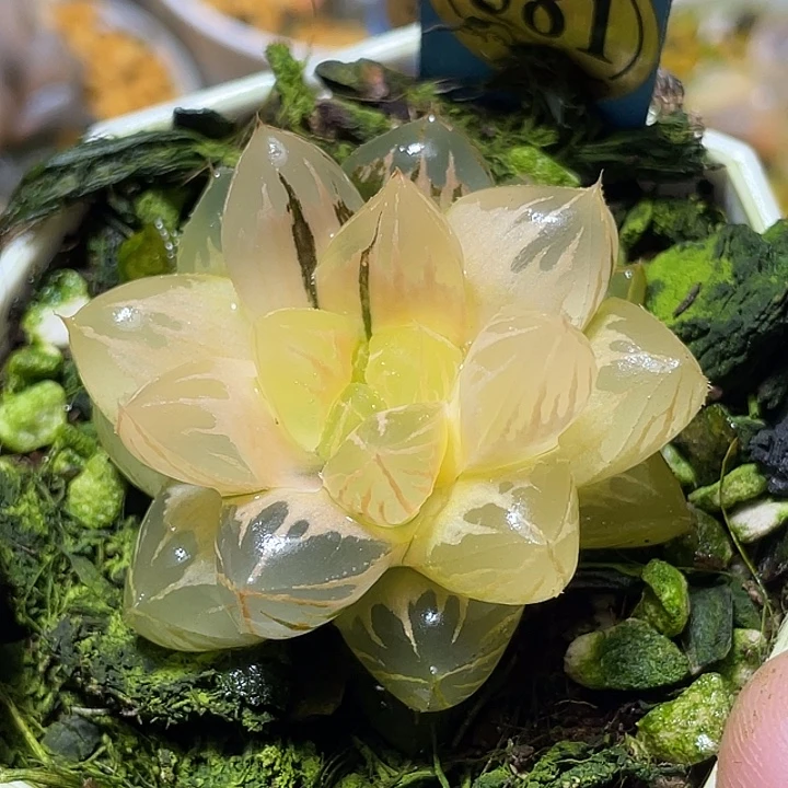 581水晶实生锦特选福利