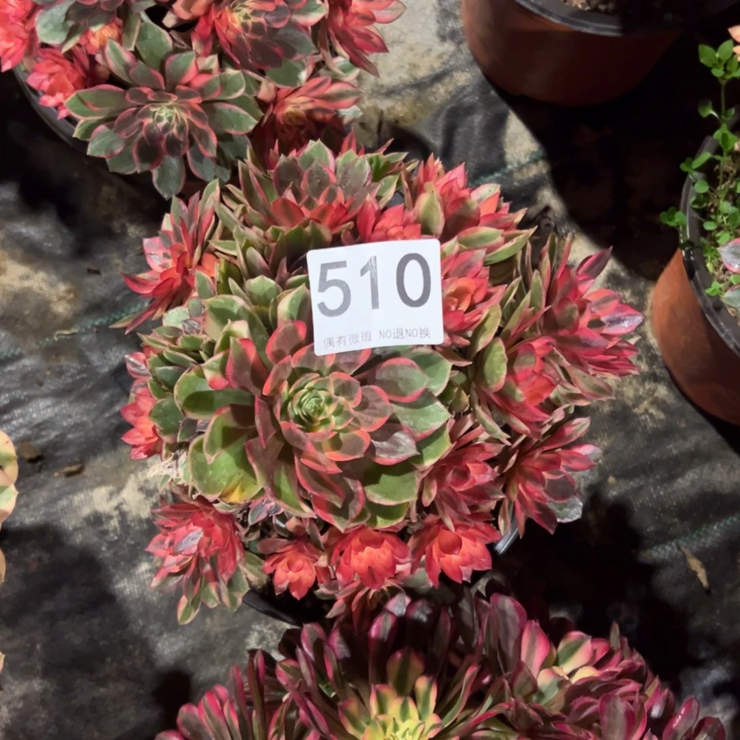 我是真的很喜欢这个