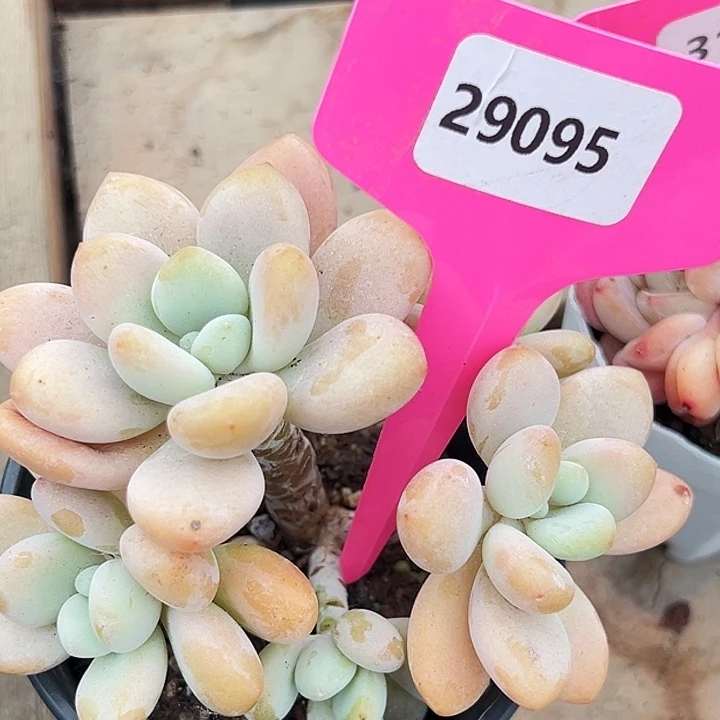 糖心       29095号