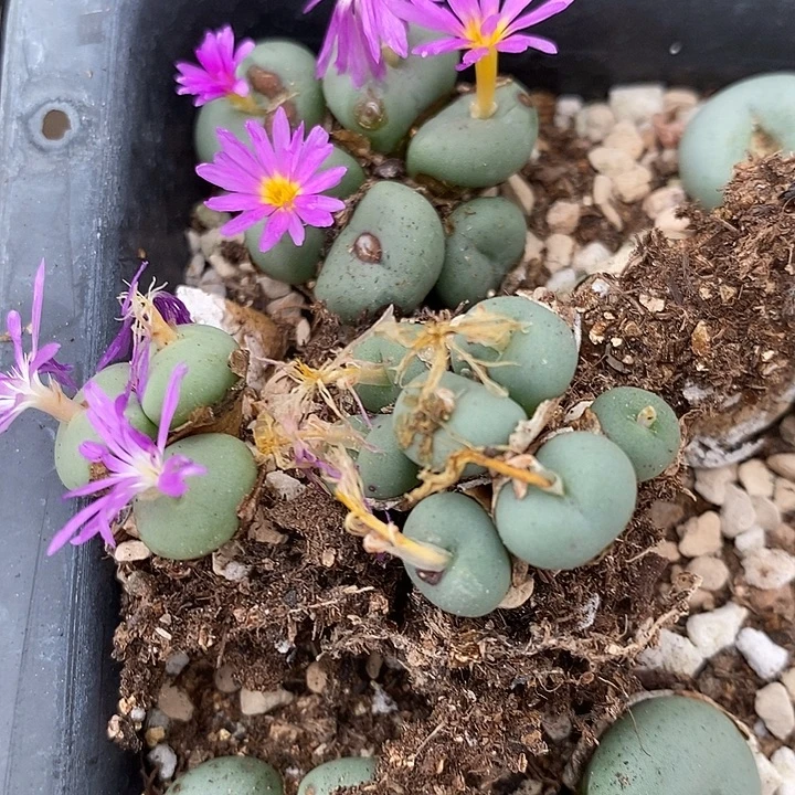 四头大型紫花饼一群。