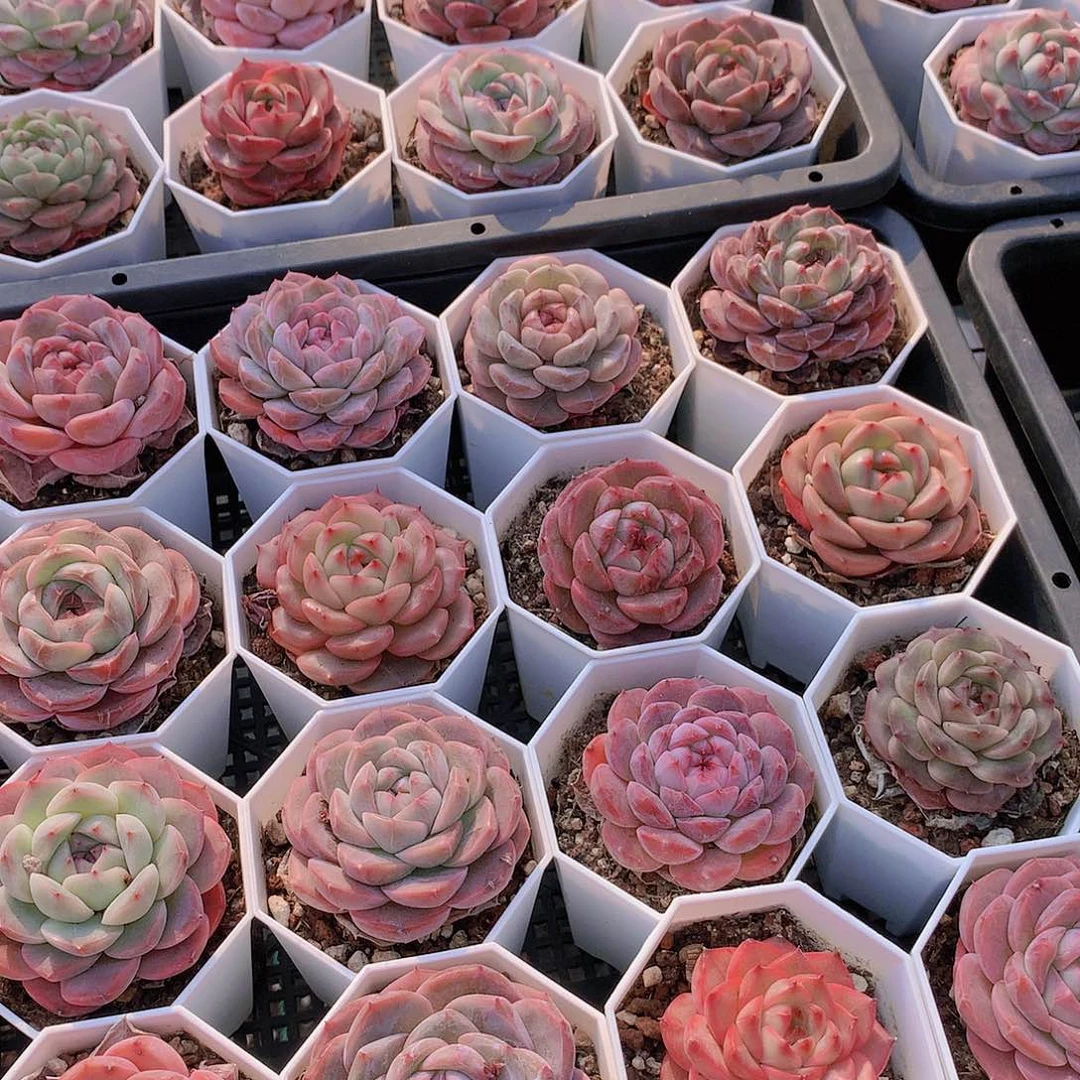 7颗组合2467899900000