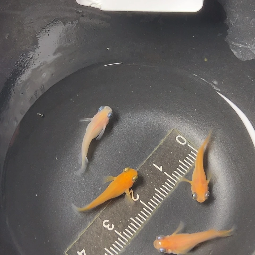 海水出目一组107号