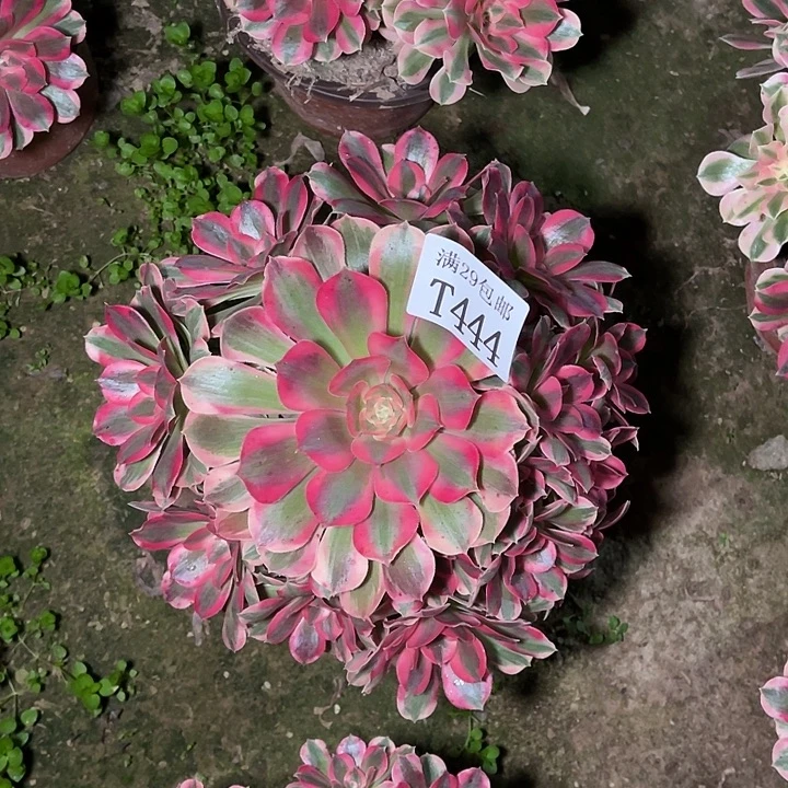 444粉女郎多肉植物