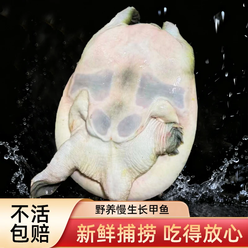 【双11福利炸不停】鲜活生态老甲鱼青背白底【外塘公鱼】