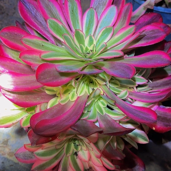 美杜莎捧花亏本福利