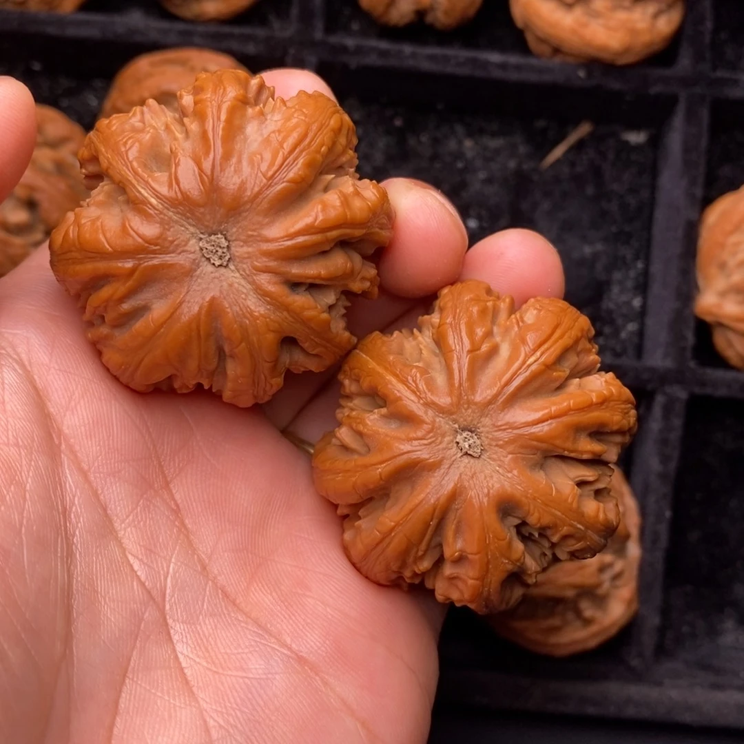 把件文玩核桃秦岭野生植物资源