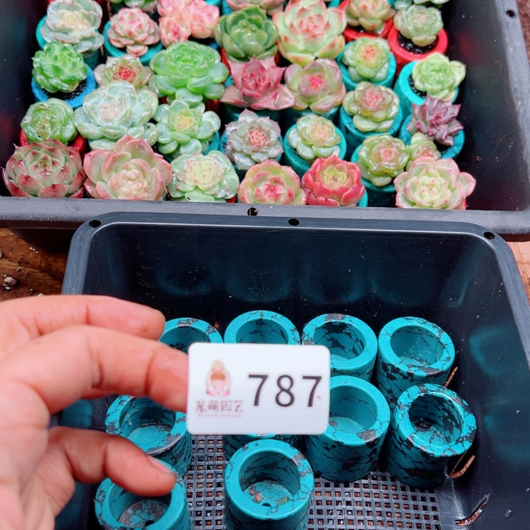 杨***丫多肉植物多肉植物