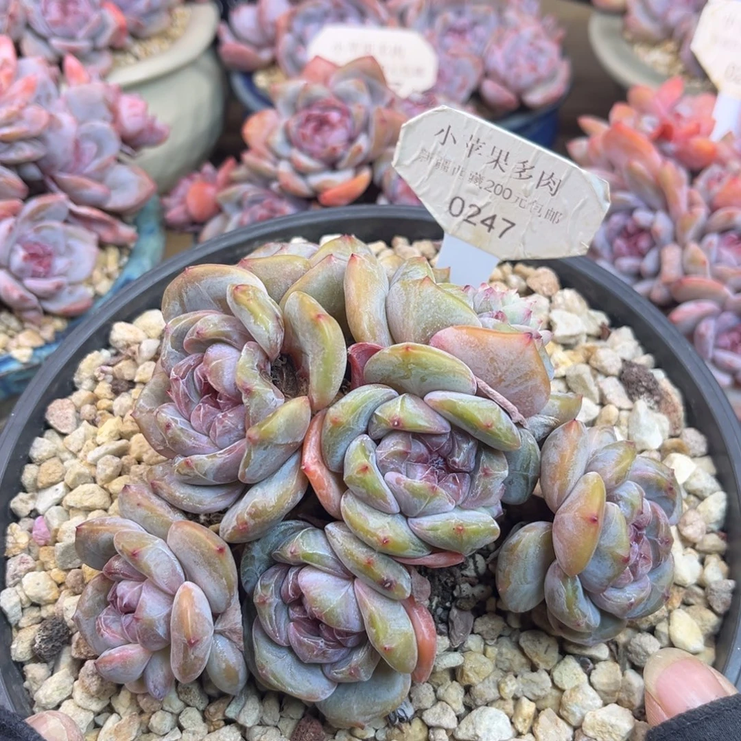 绿底紫心247/12cm7头