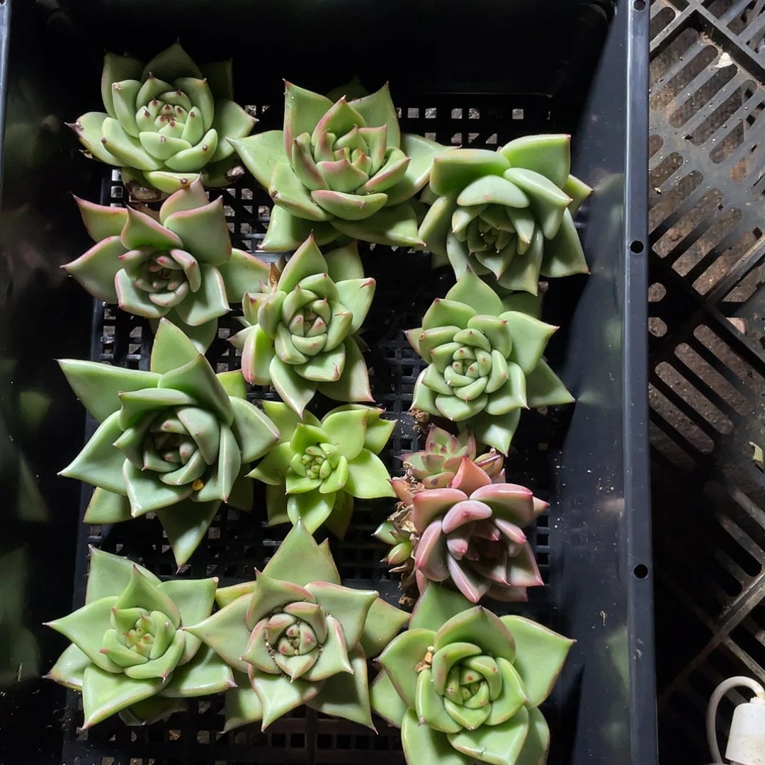 若如东云组拍790