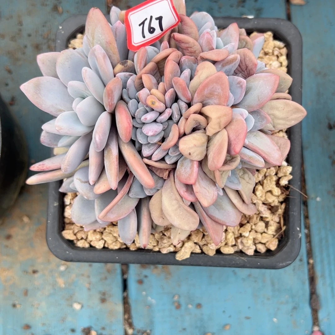 娇***娘精品多肉植物老桩T67