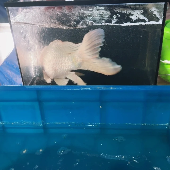 海水鱼蝴蝶鲤包邮60