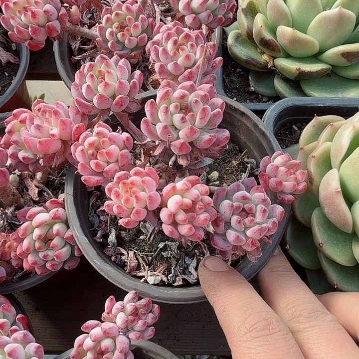 蓝苹果多肉植物精品