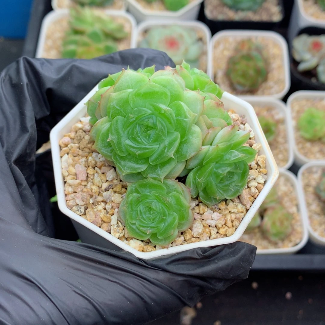 58包邮  群生不包整蔷薇珍妮71